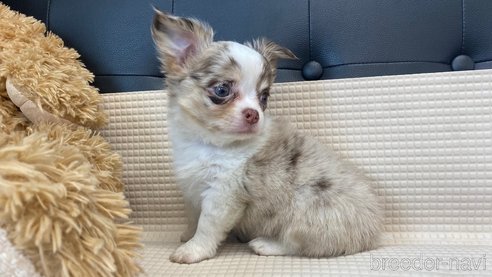 成約済の兵庫県のチワワ(ロングコート)-329767の7枚目